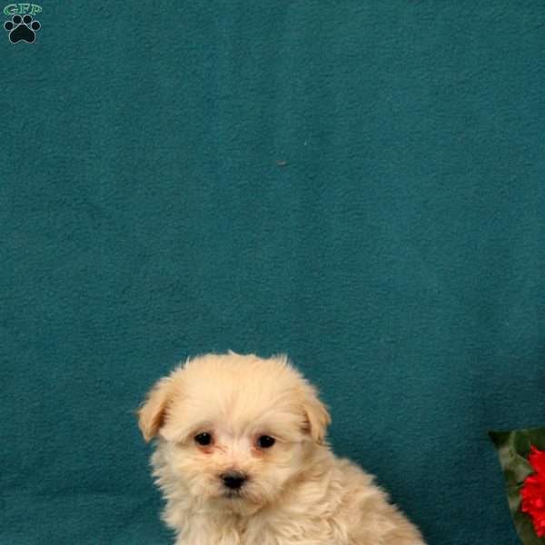 Garret, Maltipoo Puppy